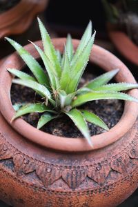 Close-up of succulent plant in pot