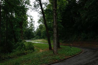 Road passing through forest