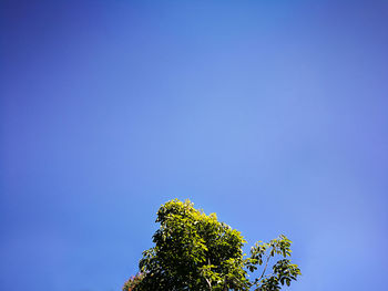 Low angle view of trees against clear blue sky