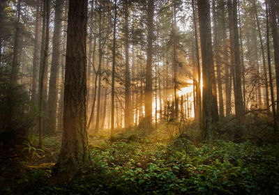 Trees in forest