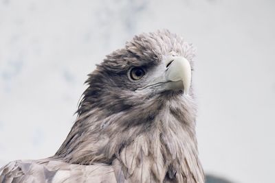 Close-up of a bird looking away