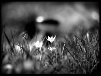 Close-up of flowers blooming in field