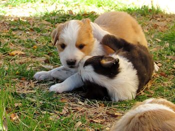 High angle view of puppies playing on grass