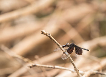 Close-up of damselfly on outdoors