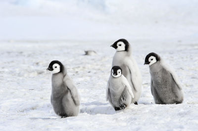 High angle view of penguins on snow covered land