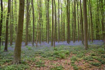 Trees growing in forest