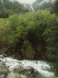Scenic view of stream flowing through forest