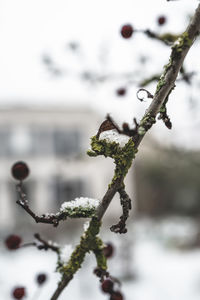 Close-up of frozen plant