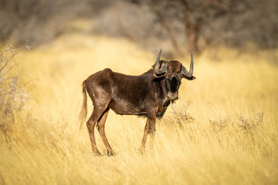 Black wildebeest stands eyeing camera eating grass