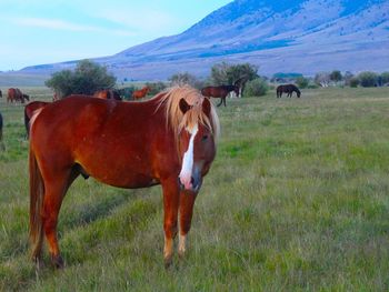 Horse grazing on grassy field