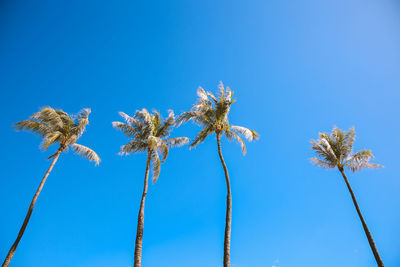 Low angle view of coconut palm tree against clear blue sky