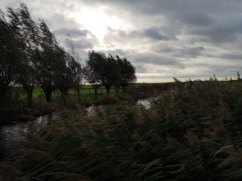 Trees on field against sky