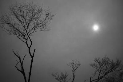 Low angle view of bare trees against sky