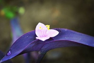 Close-up of pink flower blooming outdoors