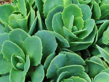 Full frame shot of succulent plant