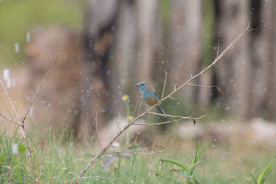 Close-up on a blue waxbill posed on a small branch under the heavy rain.