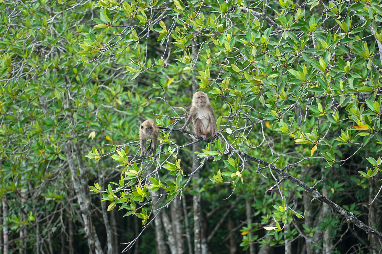 VIEW OF A MONKEY ON TREE