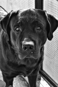 Close-up portrait of dog