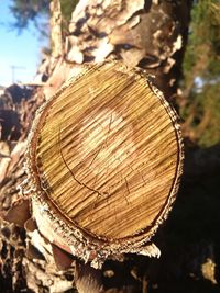 Close-up of tree stump