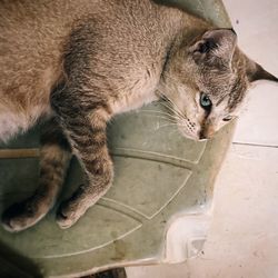 Close-up of a cat drinking water