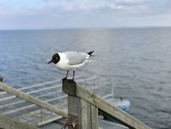 Seagull perching on wooden post