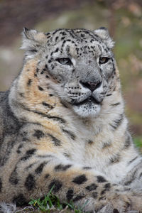 Close-up portrait of wild cat
