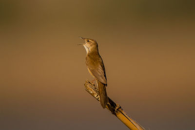 Bird perching on a branch