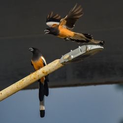 Low angle view of birds perching on branch