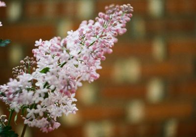 Close-up of pink cherry blossom