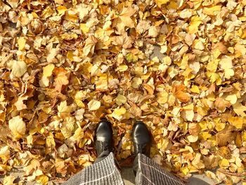 Low section of person standing on yellow maple leaves