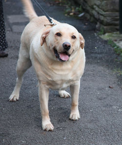 Portrait of dog standing on road in city
