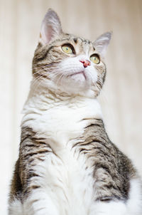 Close-up of a cat looking away