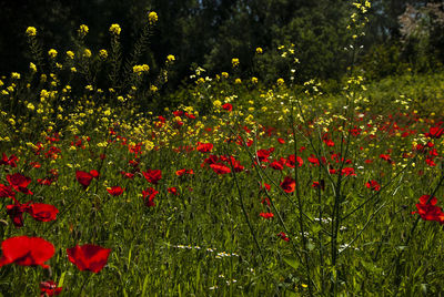 Red poppy flowers on field