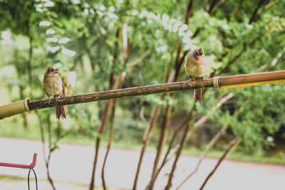 Bird perching on a branch