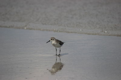 Side view of seagull walking on beach