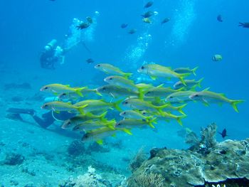 Fish swimming in sea