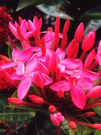 Close-up of pink flowers blooming outdoors