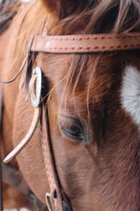 Close-up of horse