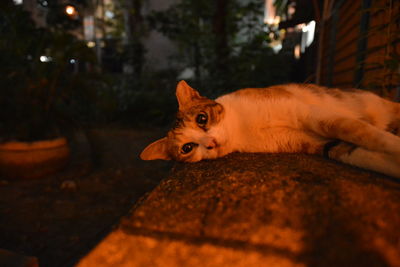 Portrait of ginger cat at night