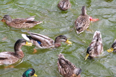 High angle view of mallard ducks swimming in lake