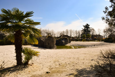 Scenic view of palm trees on land against sky