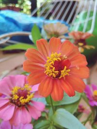 Close-up of flower blooming outdoors