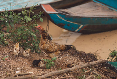 High angle view of hen with baby chickens by lake 