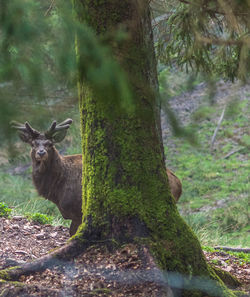 Lion standing in a forest