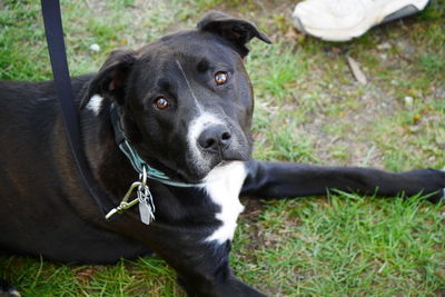 Close-up portrait of a dog on grass