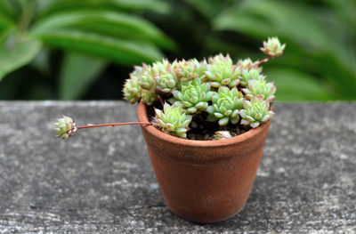 Close-up of succulent in potted plant