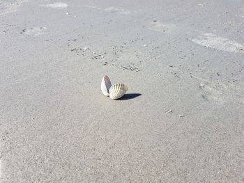 High angle view of shells on sand