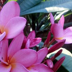 Close-up of pink flowers