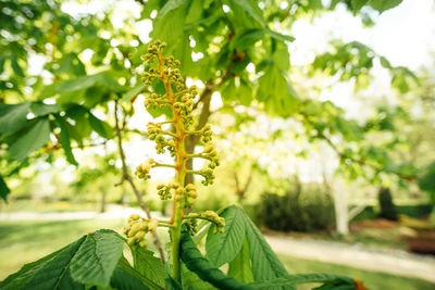 Close-up of fresh white flowering plant