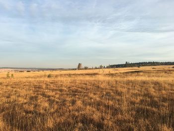 Scenic view of field against sky